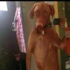 lewandosky_copia