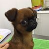 pablothegriffon