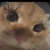 rasha_hamoud