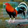 hoaitraidung04
