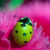 onegreenladybug