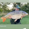 beaconcarphunter