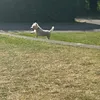 mojo.archie