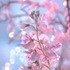 _thesweetpea8
