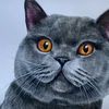 springer_cat