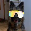 lilythegsd