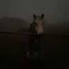 fskye11