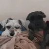 maedoschnauzers