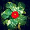 beggonia