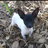 glauciapinscherchihuahua