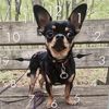 morrisseythechi