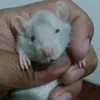 bruantenor