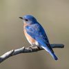 bluebirdschickadees