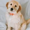 petcute032