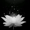 phungnguyen66