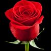 dana_blacksnow