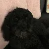 lulubootbear