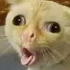 thecoughycat