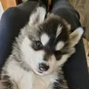 joielsdogs