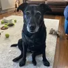 mollyboots_
