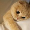 userdandash_1999