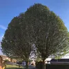 issywhizzy72