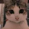 ratnayanti009
