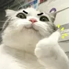bemitt20