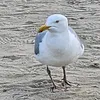 hijx56