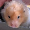 __peanut_the_hamster
