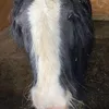 harleethetherapypony