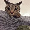 phsychosomatic
