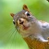 tinysquirrels