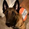 k9_rougaroux