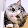 mister_fanli