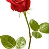 kalod_ood