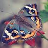 texasbutterfly1976