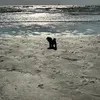 beachwalkerlyn