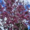 naturelovr011