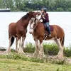 belgianclydesdales