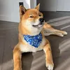 haiko_the_shiba