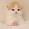 cat0..0