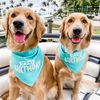 chloeandcalliegoldenlife