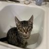 katzcatrulez