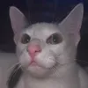 moiiusc