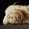 twoheadsonelamb