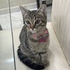 doryandnemocats
