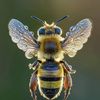the_bees._knees