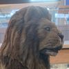 leonelpulidoh