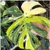 monstera_love_0323